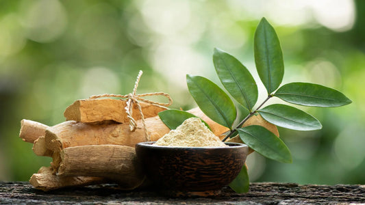 Tongkat Ali: Your Questions Answered In The Ultimate Guide To This Natural Testosterone Booster
