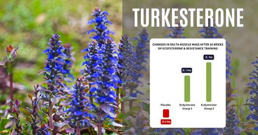 Turkesterone. A Comprehensive UK Guide to This Muscle-Building Supplement